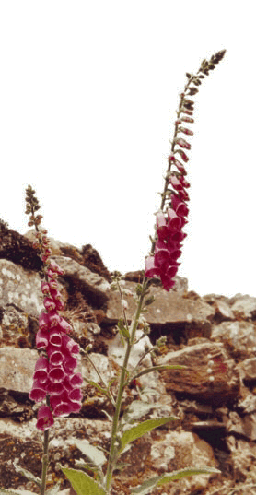 Heilpflanze Digitalis